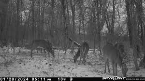 Cold weather buck down 1202024 - Hunter Showcase - NJ Woods & Water
