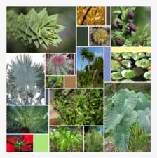 Not all plants produce flowers. Do Non Flowering Plants Reproduce Hd Png Download Transparent Png Image Pngitem