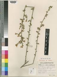 Image result for Hibiscus meyeri