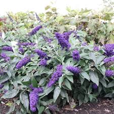 Image result for Buddleja pulchella