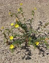 Image result for Onagraceae