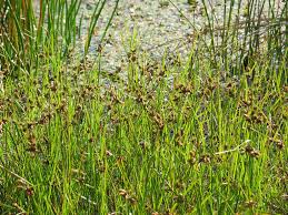 Image result for Bolboschoenus