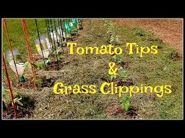Check spelling or type a new query. Tomato Tips Grass Clippings For Earlier Harvests Youtube