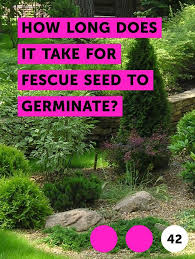 Seeds that lose moisture and fall below this level, or absorb humidity to higher levels, are likely to die. How Long For Grass Seed To Grow Arxiusarquitectura