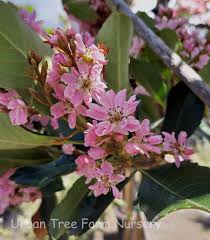 Image result for Rhaphiostylis