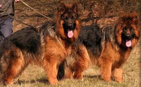 Big german shepherds for sale: Long Coat Shepherds