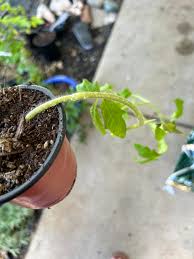 Image result for tomato seedling fusarium wilt