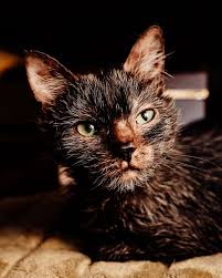 Check spelling or type a new query. Owners Thought Their Kitten Was Sick Found Out That Gracie Is Actually A Wolfcat Bored Panda