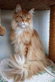 King silvester silvester is a silver stripe maine coon previous next king kasper kasper is orange and white maine coon previous next king snowflake snowflake is a. Pin On Animals