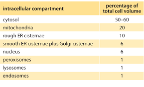 How Big Is The Endoplasmic Reticulum Of Cells