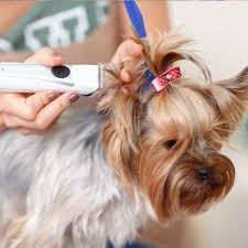 Pet store in ahmedabad, india. Pet Grooming Service In Jaipur à¤ª à¤Ÿ à¤— à¤° à¤® à¤— à¤• à¤¸ à¤µ à¤ à¤œà¤¯à¤ª à¤°