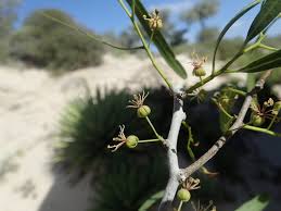 Image result for Boscia matabelensis