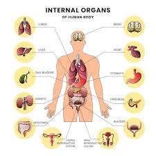 Image result for internal organs