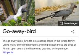 Stu Royall On Twitter My Favourite Species Of Birds Are The Ones Named By People Who Clearly Hate Birds Thread