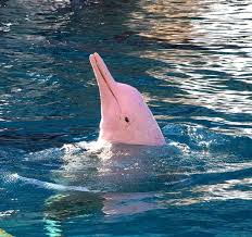 Pink River Dolphins Pink River Dolphin Pink Dolphin River Dolphin