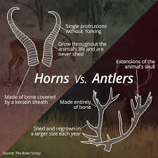 35 Mistakes That Drive Zookeepers Nuts Antlers Horns Animal Facts