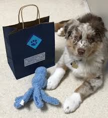 Das ist das neue ebay. Welcome To Williamsburg Veterinary Hospital Your Vet In Kitchener Ontario