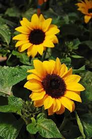 Amoooooo Sunflower Pictures Sunflower Wallpaper Sunflower Photography