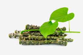 Image result for Tinospora tenera