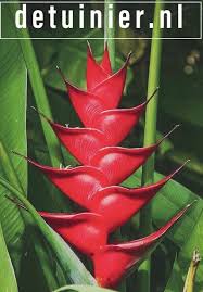 Heliconia Red Iris Heliconia Flower Unusual Flowers Birds Of Paradise Flower