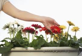 How To Start Gerbera Daisy Seeds