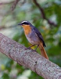 Gauteng Garden Birds Of South Africa Cape Robin Chat Pet Birds Beautiful Birds Birds