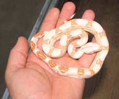 Boa Constrictor Growth Reptile Forums