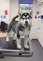 Please please support your local rescues , we are all really up against it now and fear the worse is still to come. Husky Puppies And Husky Dogs Information Rspca