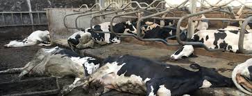 Les causes du botulisme, comment il se transmet et où on le retrouve. Botulismefonds Keerde Op 1 Jaar Tijd 116 000 Euro Uit Vilt Vzw