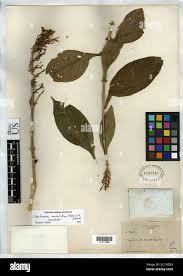 Image result for Nidorella auriculata