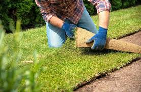 Lawn Maintenance Tips Archives | Cobbitty Lawn Turf