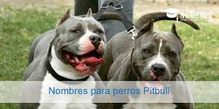 Nombres Para Perros Pitbull Hembras Y Machos Originales