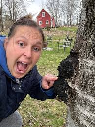 One of nature's beautiful creations 🦌