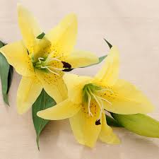 Order flowers online 24 hours a day, 7 days a week. Product Detail 2020 Factory Wholesale Artificial Latex Real Touch 3d Printing Lily Flowers Home Decoration Silk Flowers Djimart