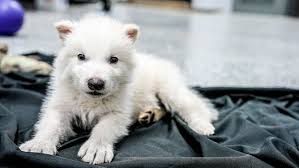 Image result for wolf cub