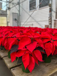 MacMannis Florist &...