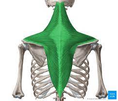 The trapezius, commonly referred to as the traps, are responsible for pulling your shoulders up, as in shrugging, and pulling your shoulders back during scapular retraction. Trapezius Muscle Anatomy Origins Insertions Actions Kenhub