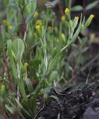 Image result for Microglossa