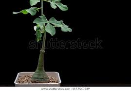Image result for Adenia glauca
