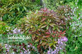 Image result for Pieris japonský obrázek