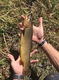 The bighorn river in fort smith, a small, former cavalry outpost nestled in the foothills of the bighorn mountains, is arguably the finest trout stream for fly fishing in montana if not the world. Fly Shop Of The Bighorns Sheridan All You Need To Know Before You Go Updated 2021 Sheridan Wy Tripadvisor