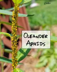 This can be effective when the numbers are low if you're not afraid to get your hands (or gloves) dirty. Stop Milkweed Pests From Ruining Milkweed For Monarchs
