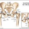 The very thin fibula is at one time in fetal development far thicker relative to the tibia than it is. 1