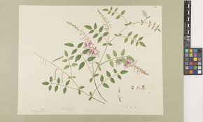 Image result for Indigofera adenoides