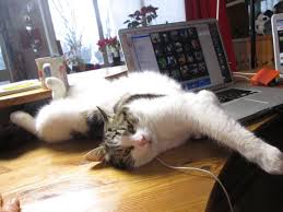 Why is my british shorthair limping? When Your Cat Is Limping What Can You Do Living With Cats Joy And Challenge