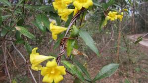 Flower pink yellow vine green. Vine Surprise They Don T Come Up Bloom