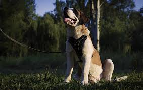 Top 10 Best Dog Harness In 2019