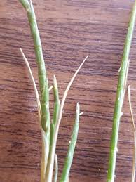 Image result for Hainardia