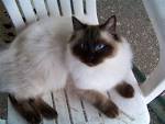 Ragdoll - Wikipedia