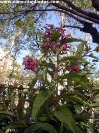 Image result for Cestrum × cultum